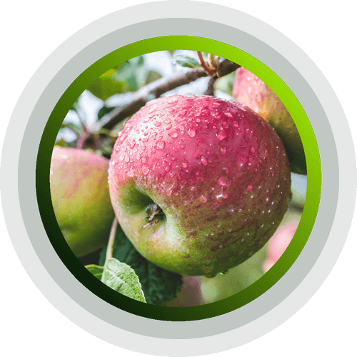 Apples