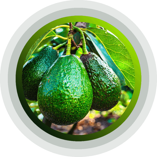 Avocados