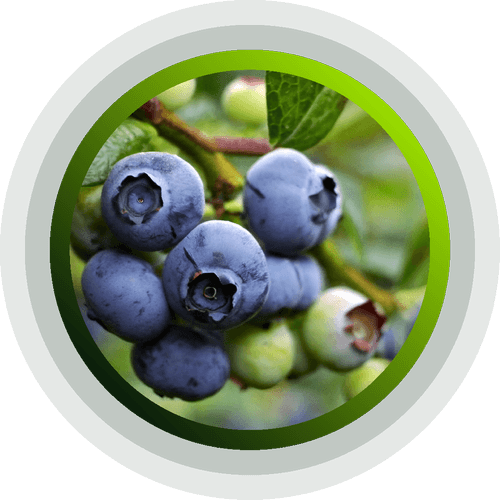 Blueberries