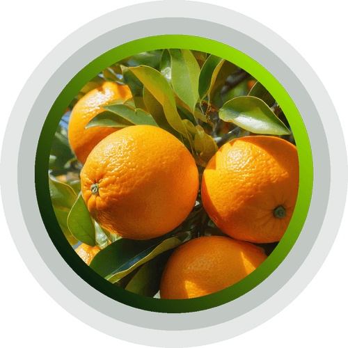 Oranges