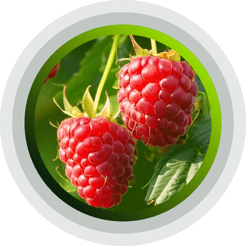 Raspberry Production Profile