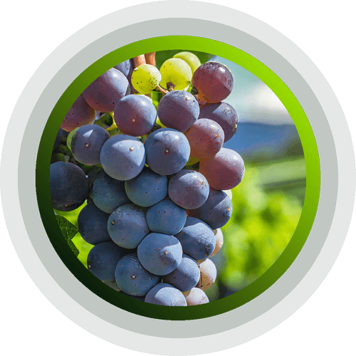 Wine Grapes